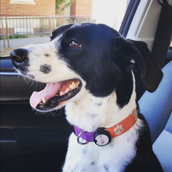 Pinot & Boho - Picture 4 of 6